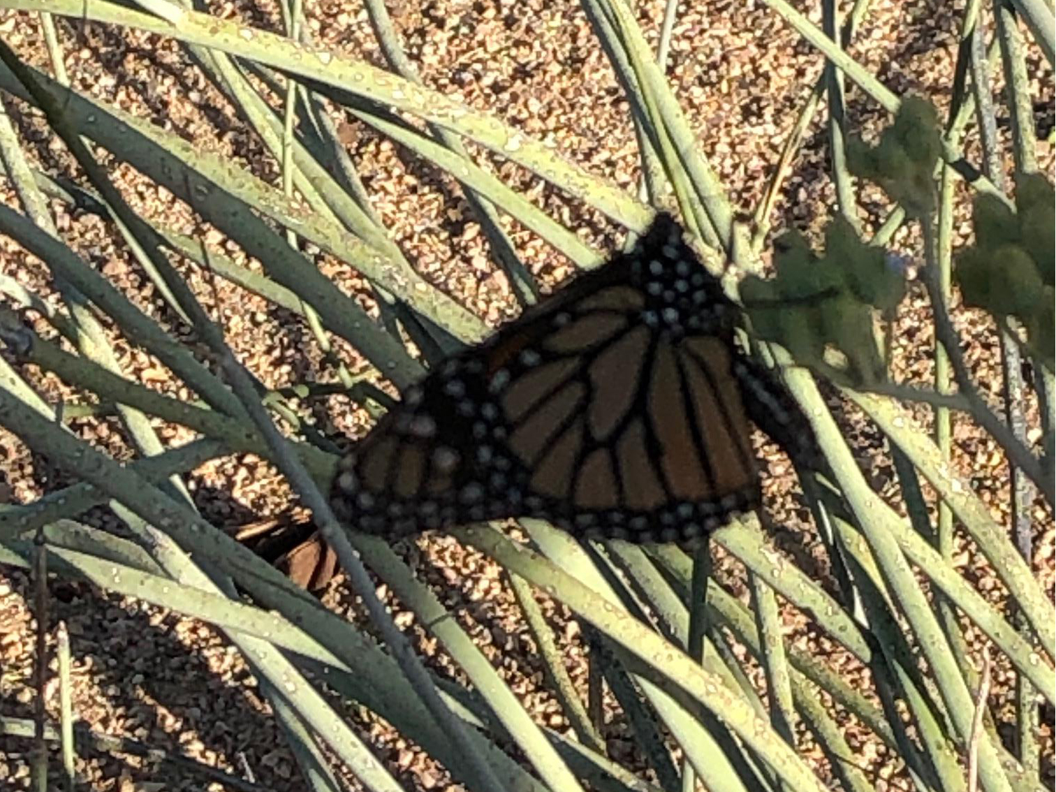 Monarch Butterfly 