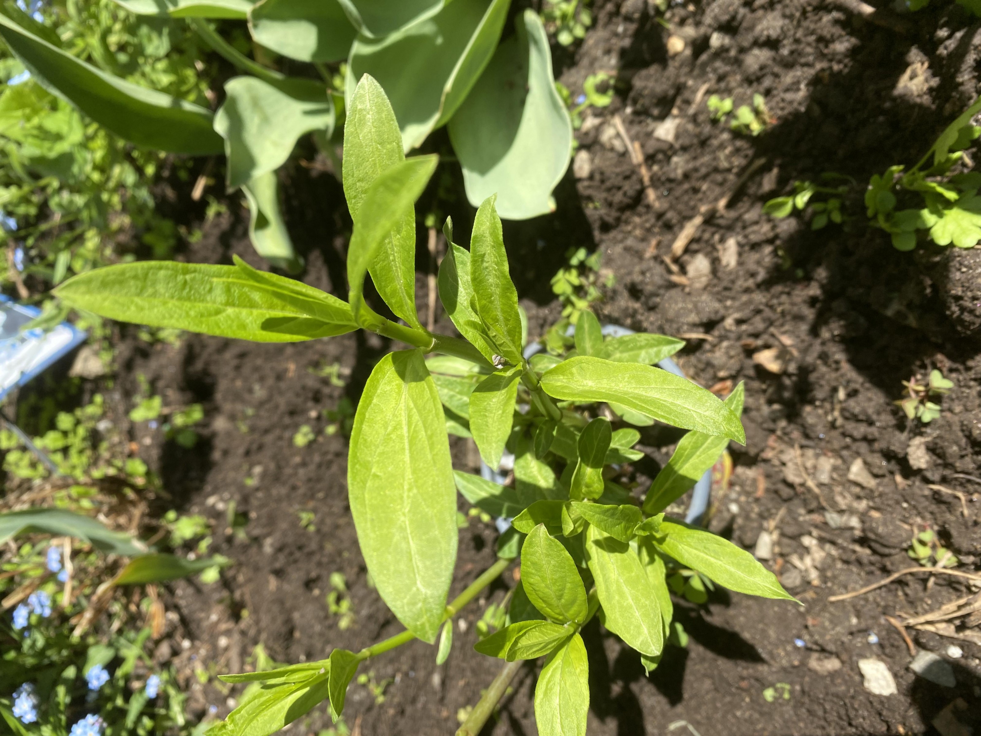 milkweed