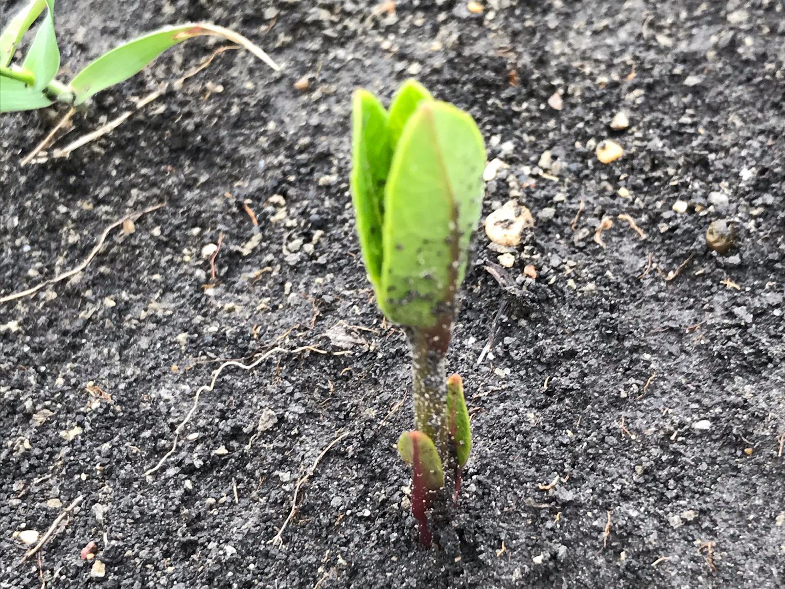 Milkweed sprouting