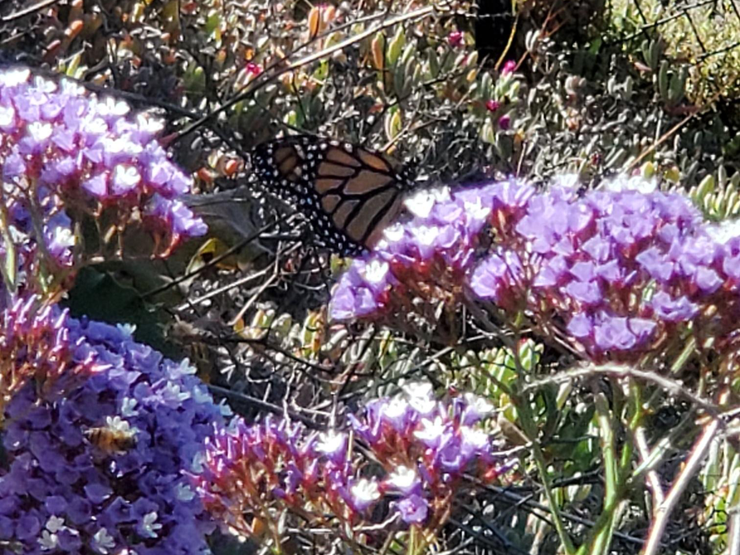 Monarch Butterfly 