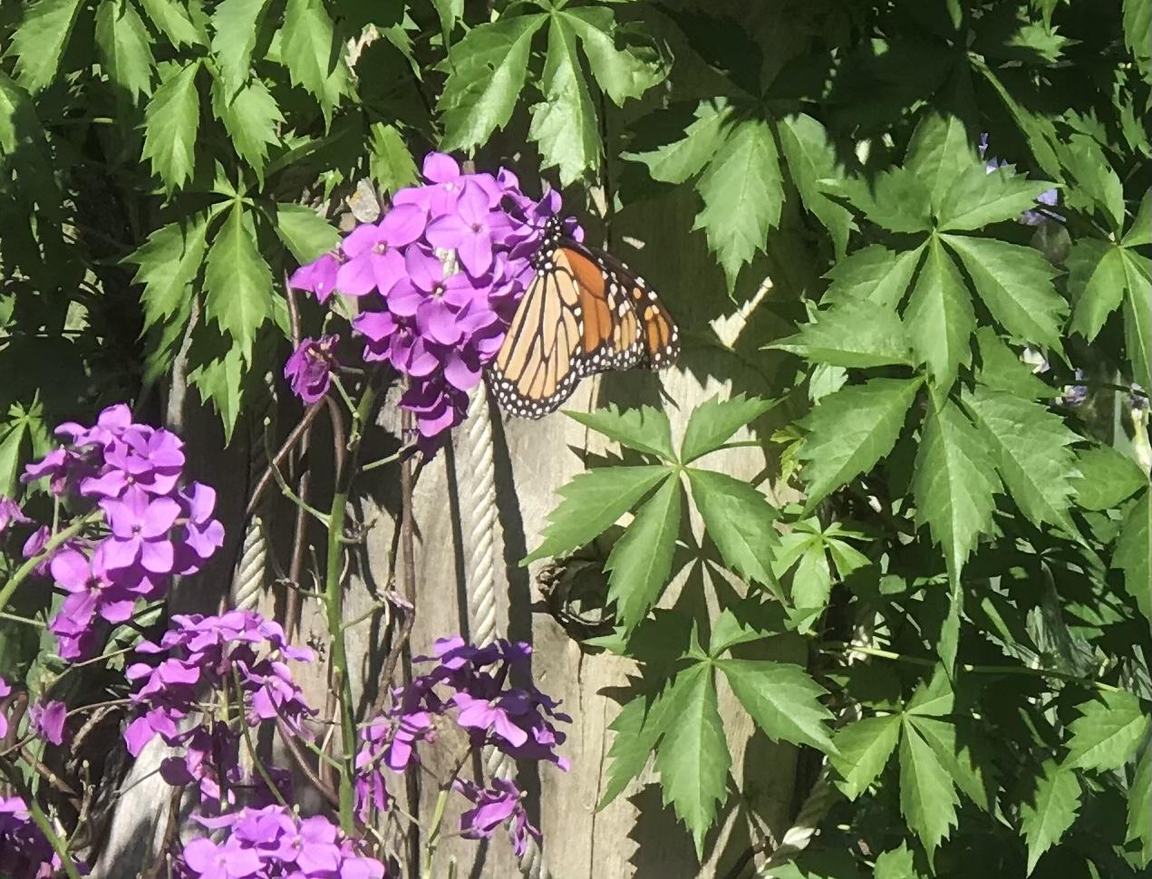 Monarch Butterfly 