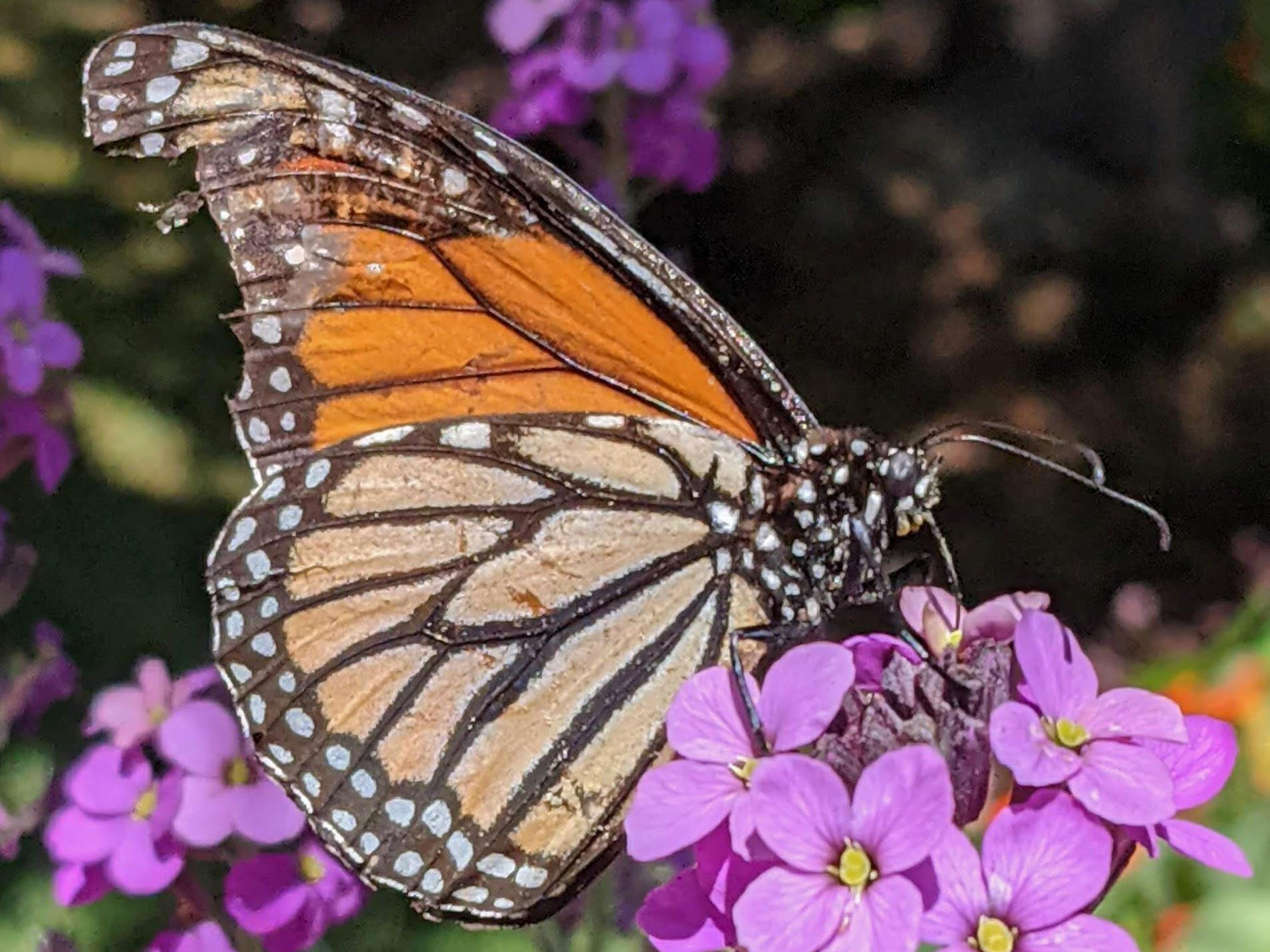 Monarch Butterfly 