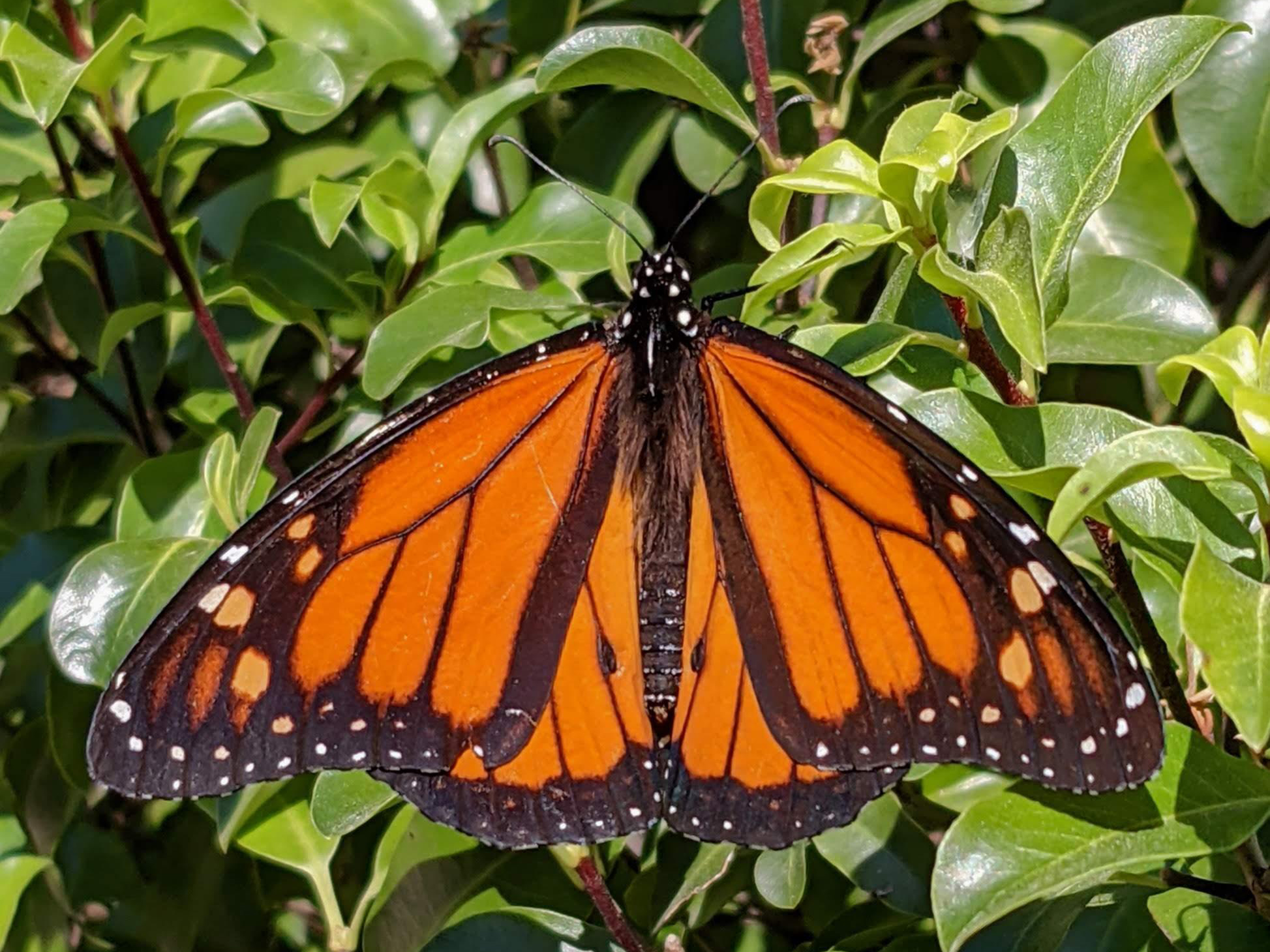 Monarch Butterfly 