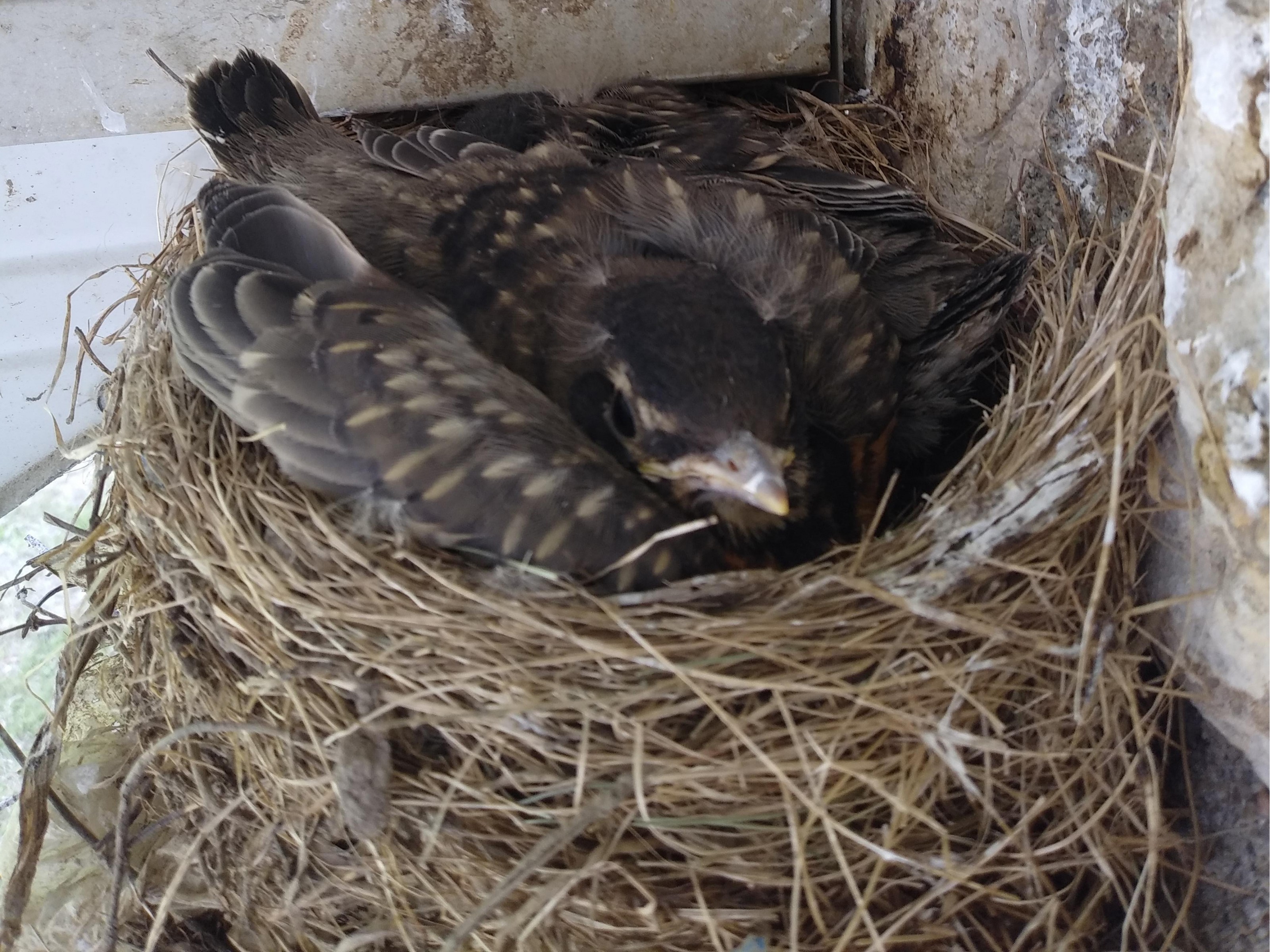 American Robin fledgling