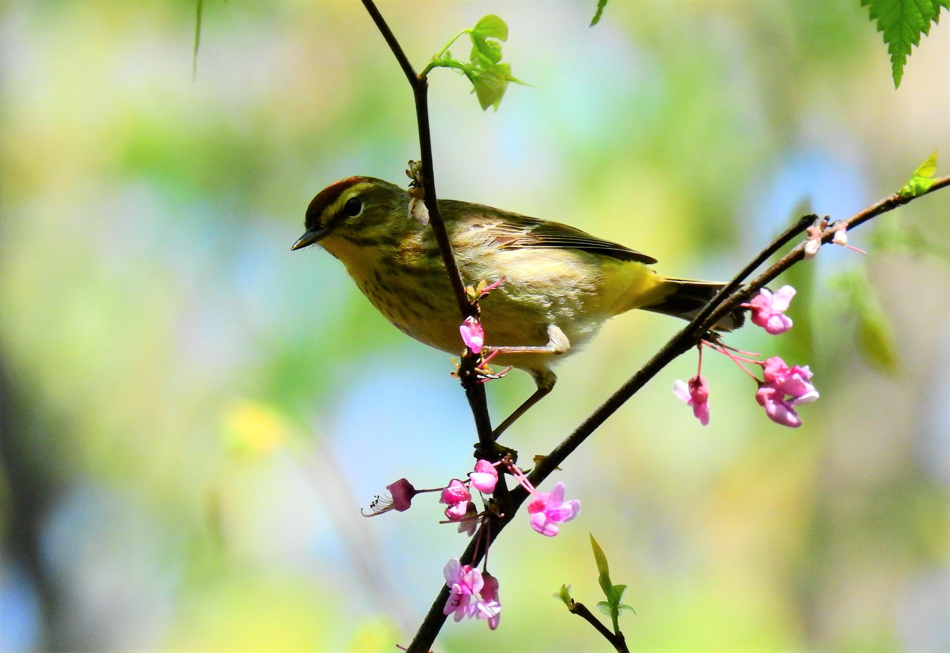 Palm Warbler