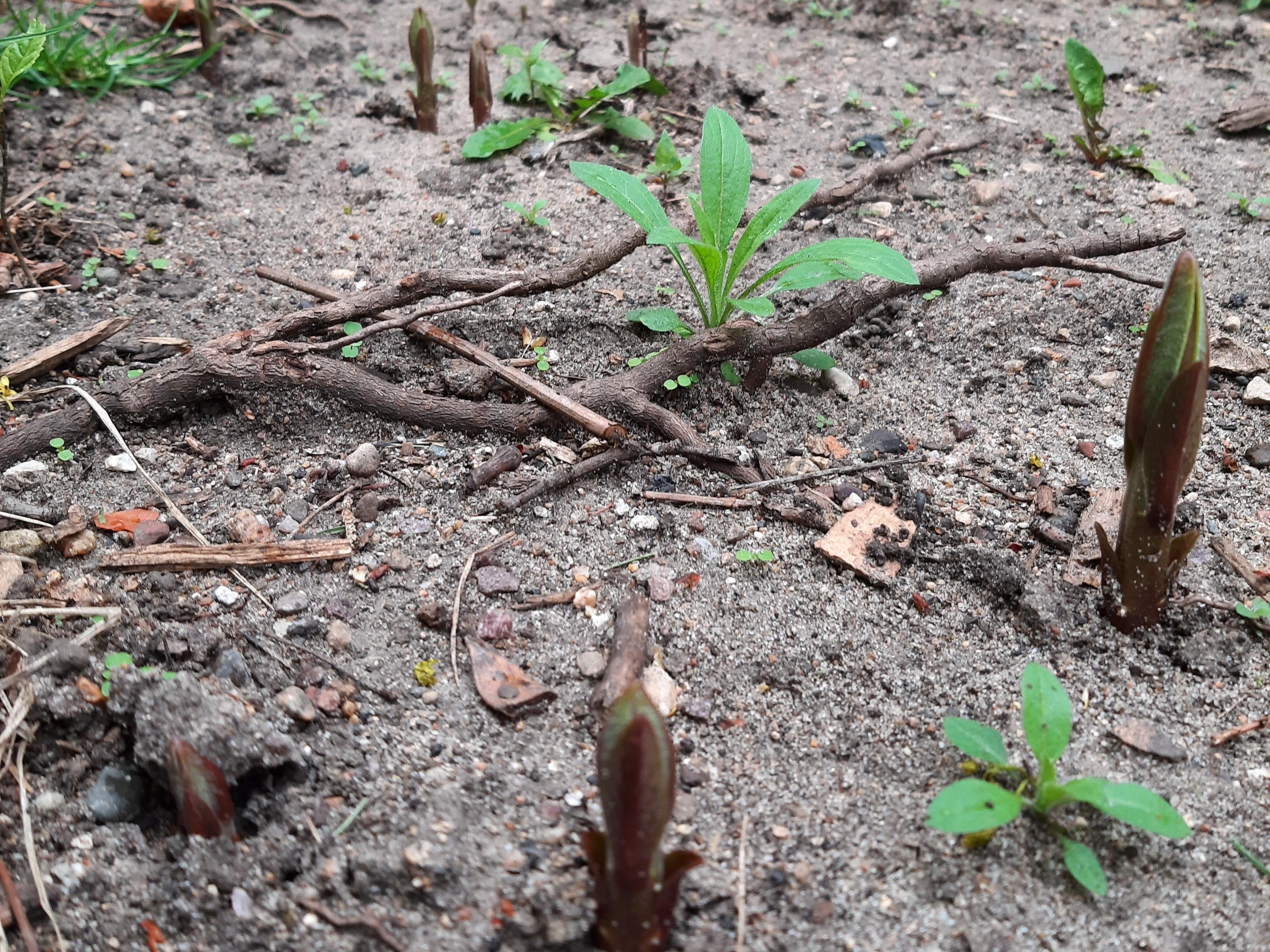 Common Milkweed