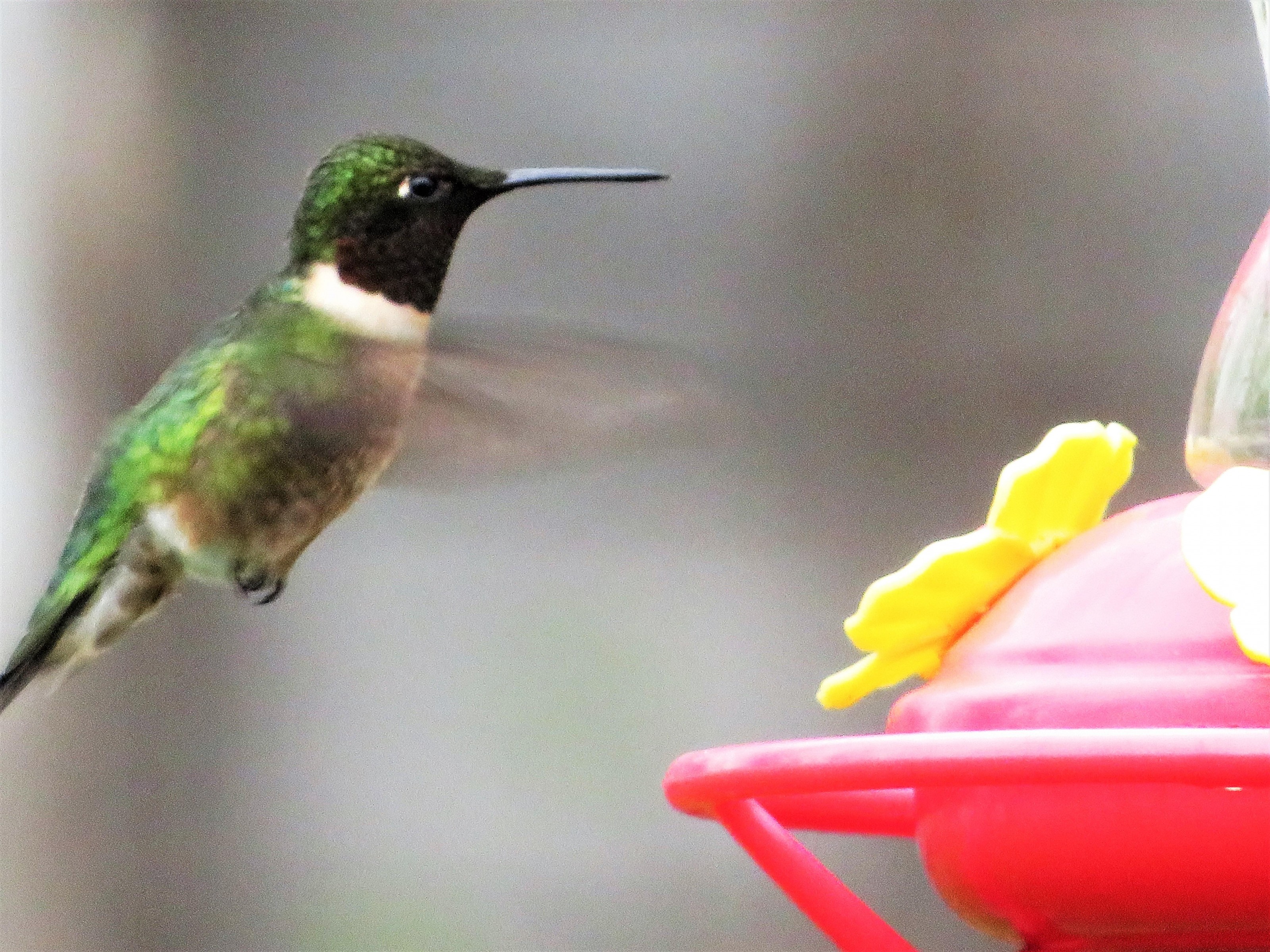 Ruby-throated Hummingbird