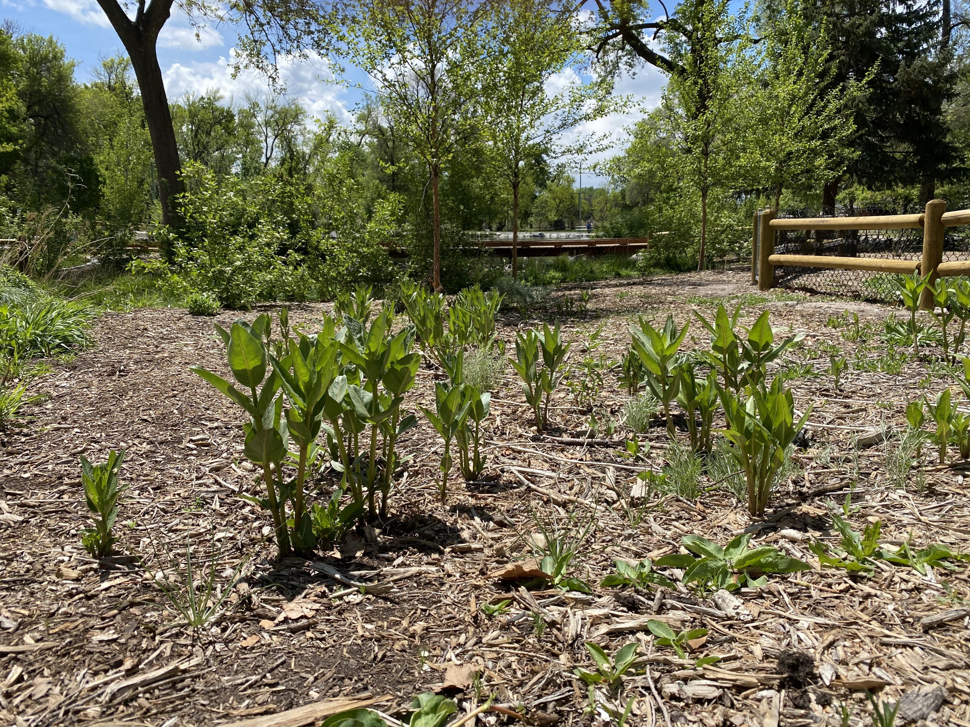 Milkweed 