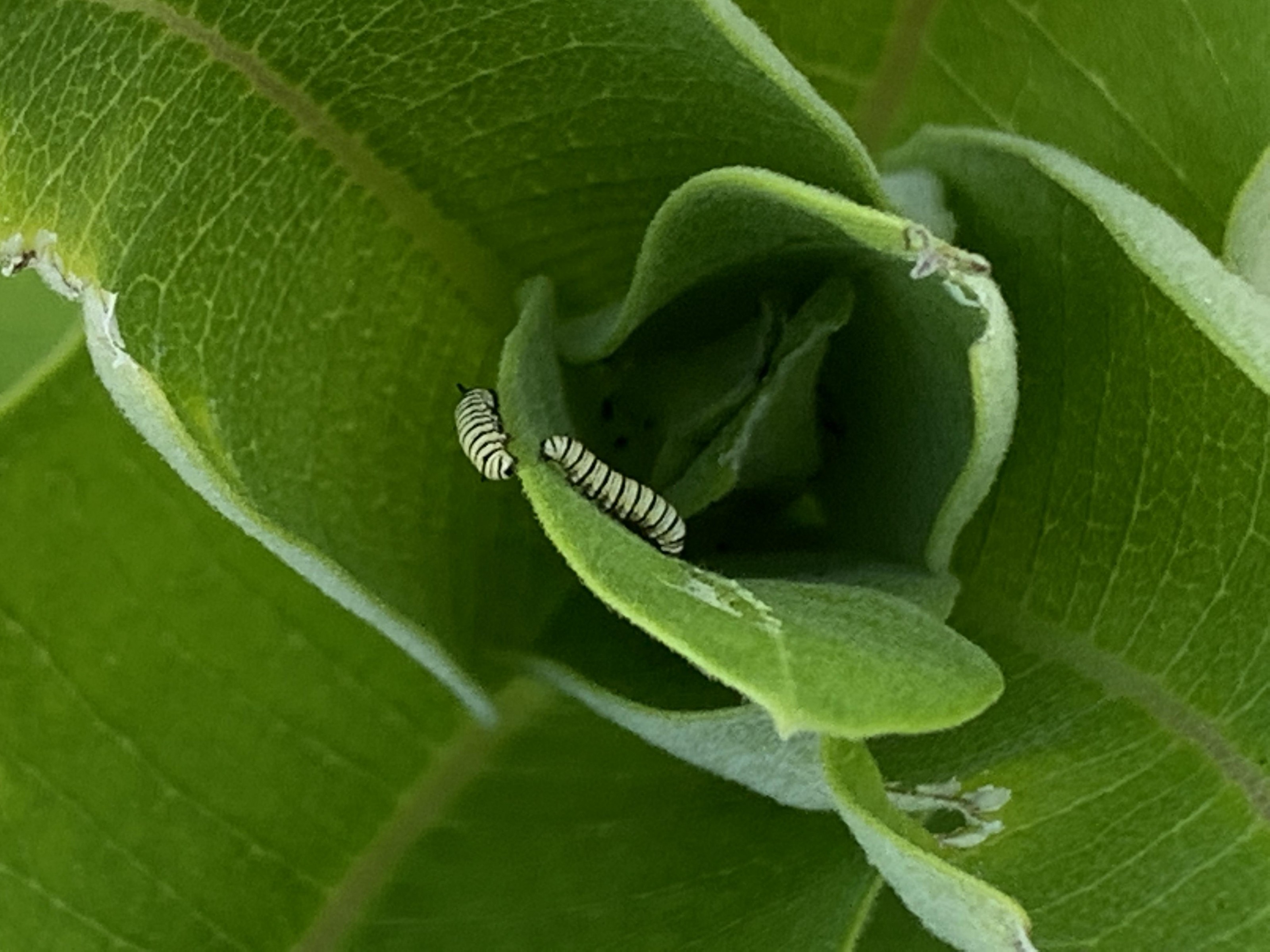 Monarch larvae