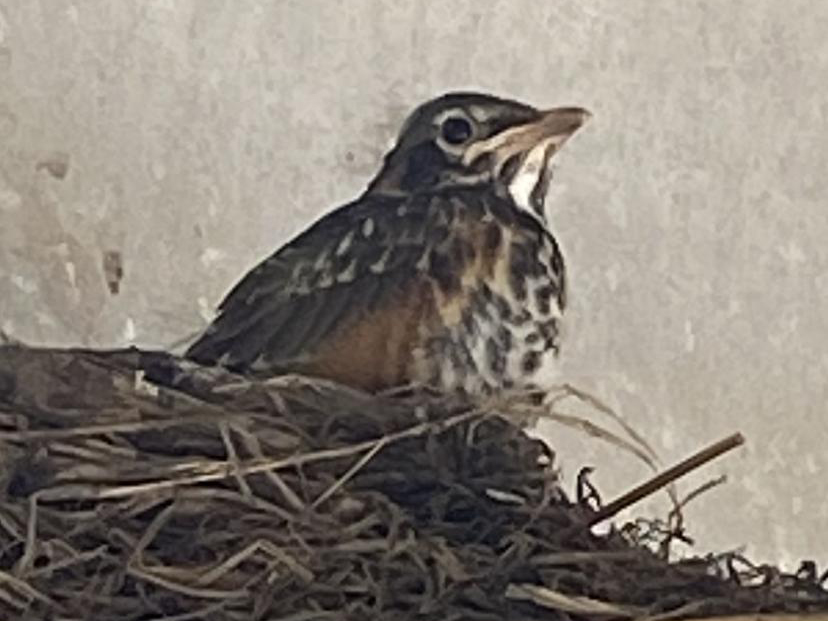 American Robin fledgling