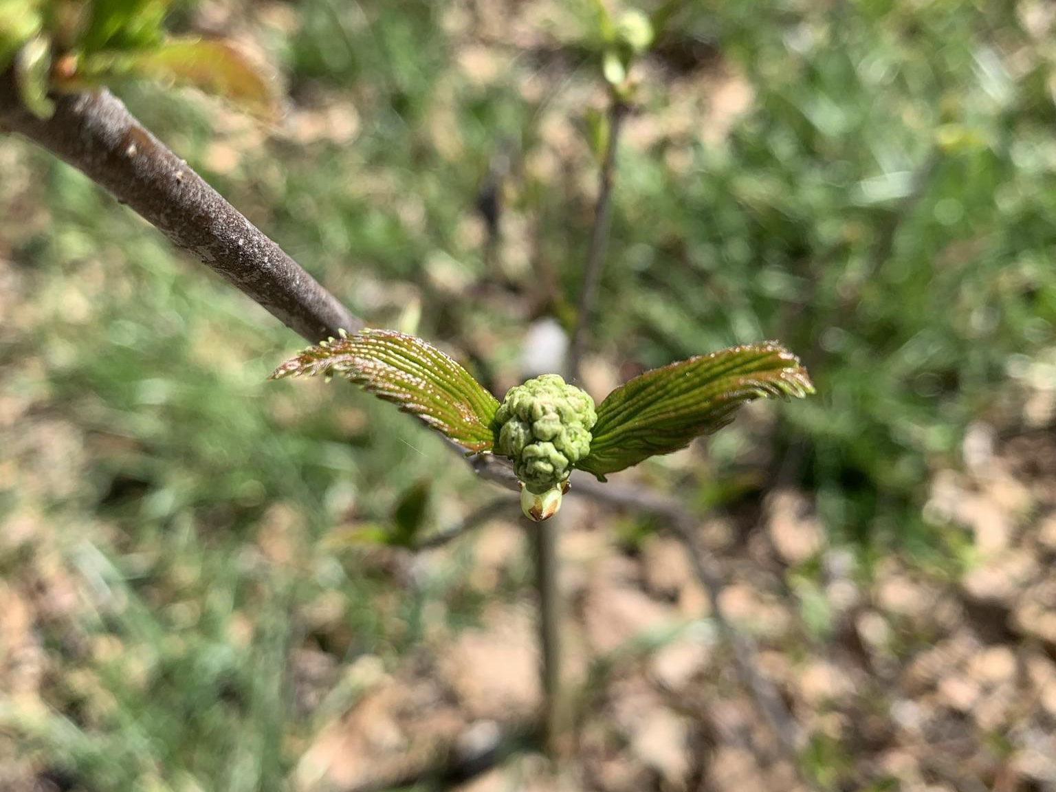 Arrowwood viburnum