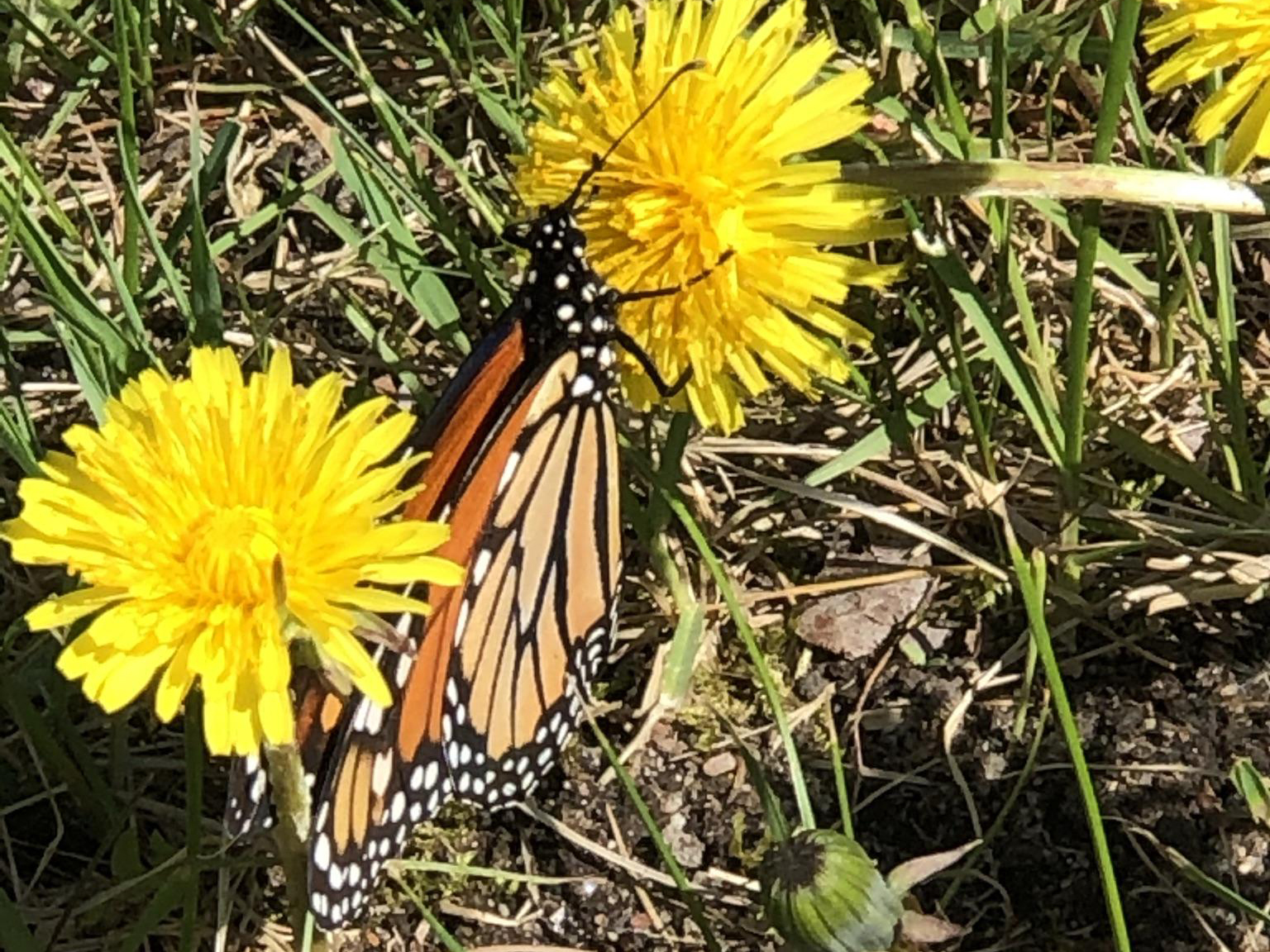 Monarch Butterfly 