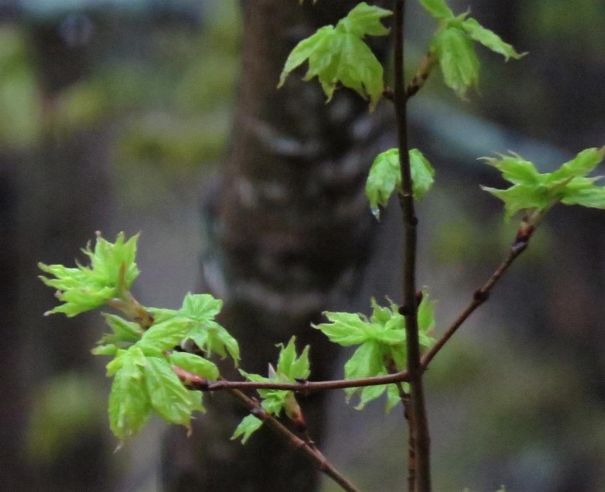 Sugar Maple leaves