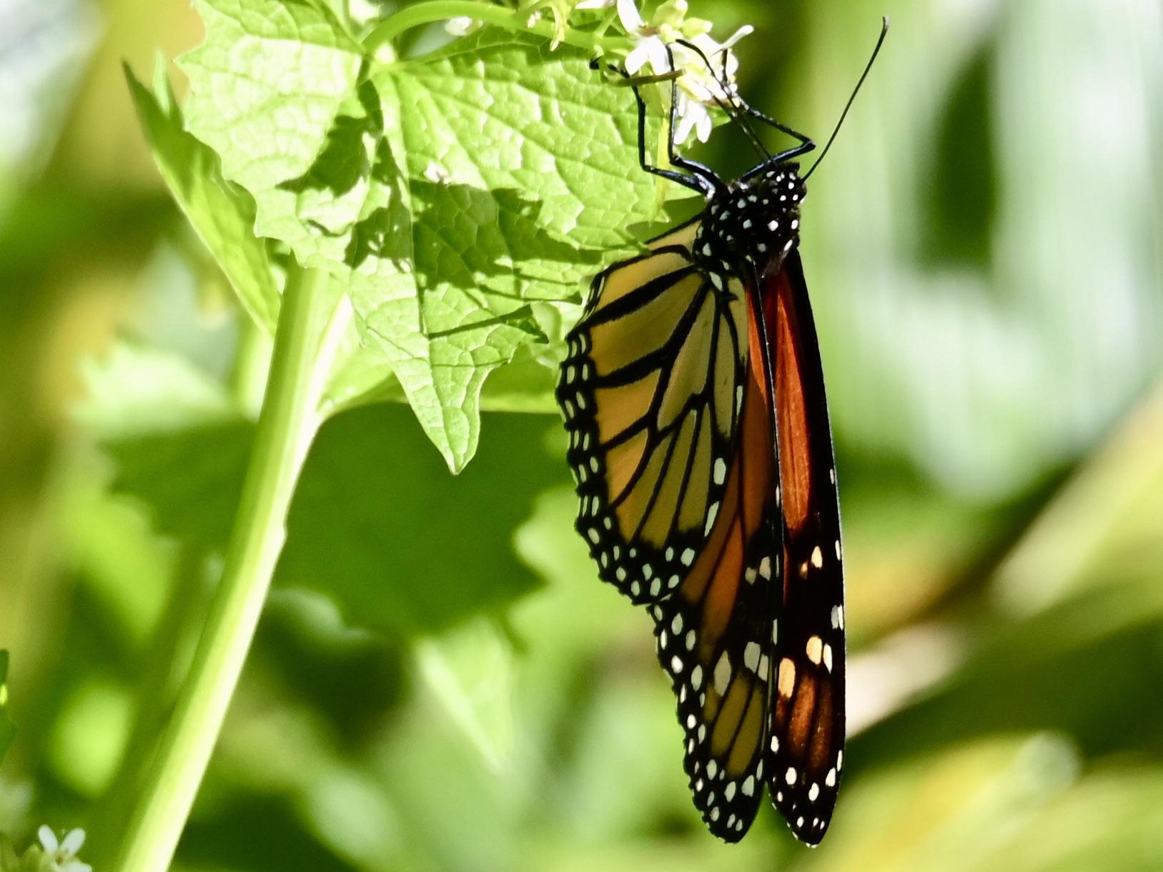 Monarch Butterfly 