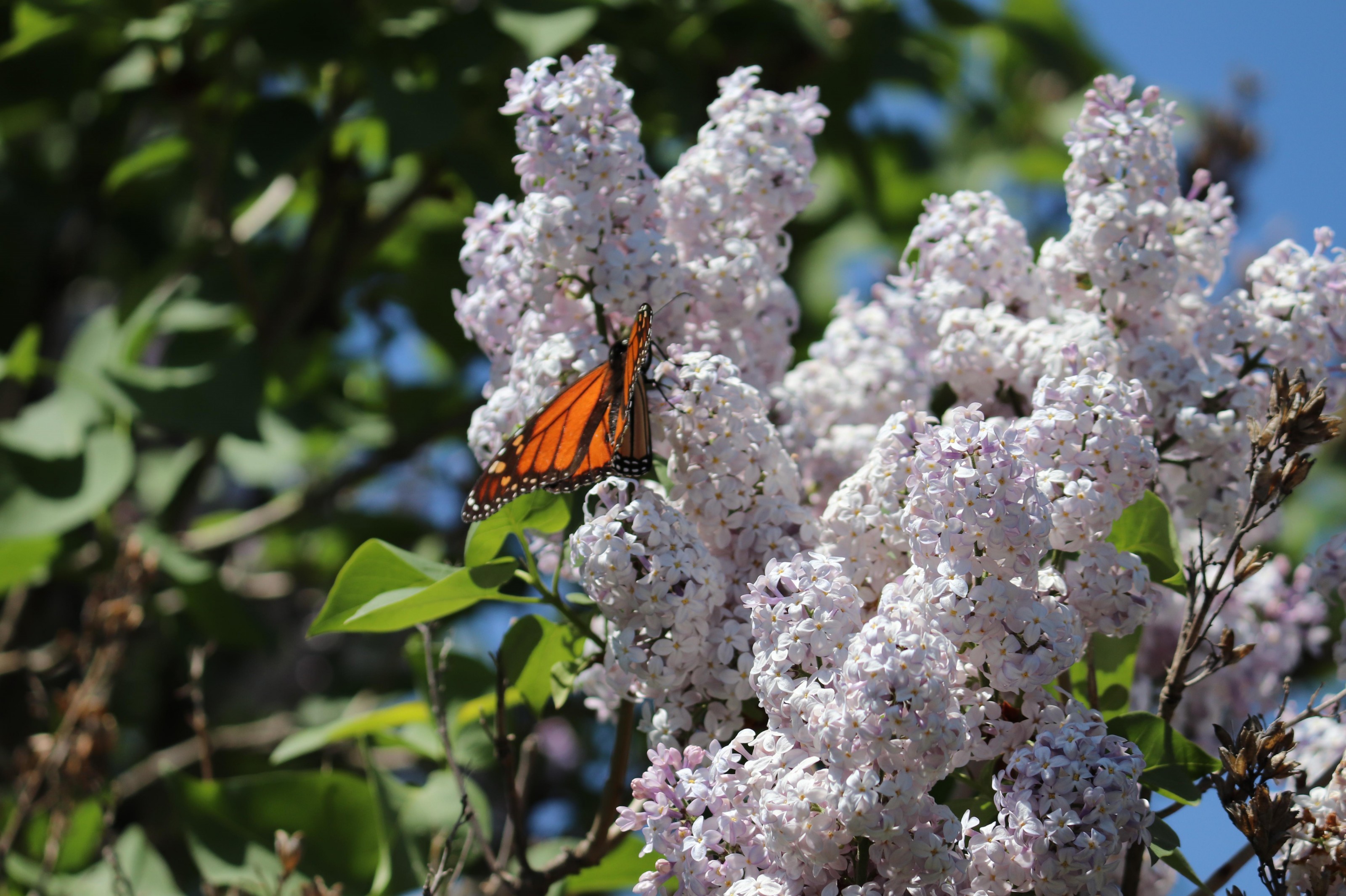 Monarch Butterfly 