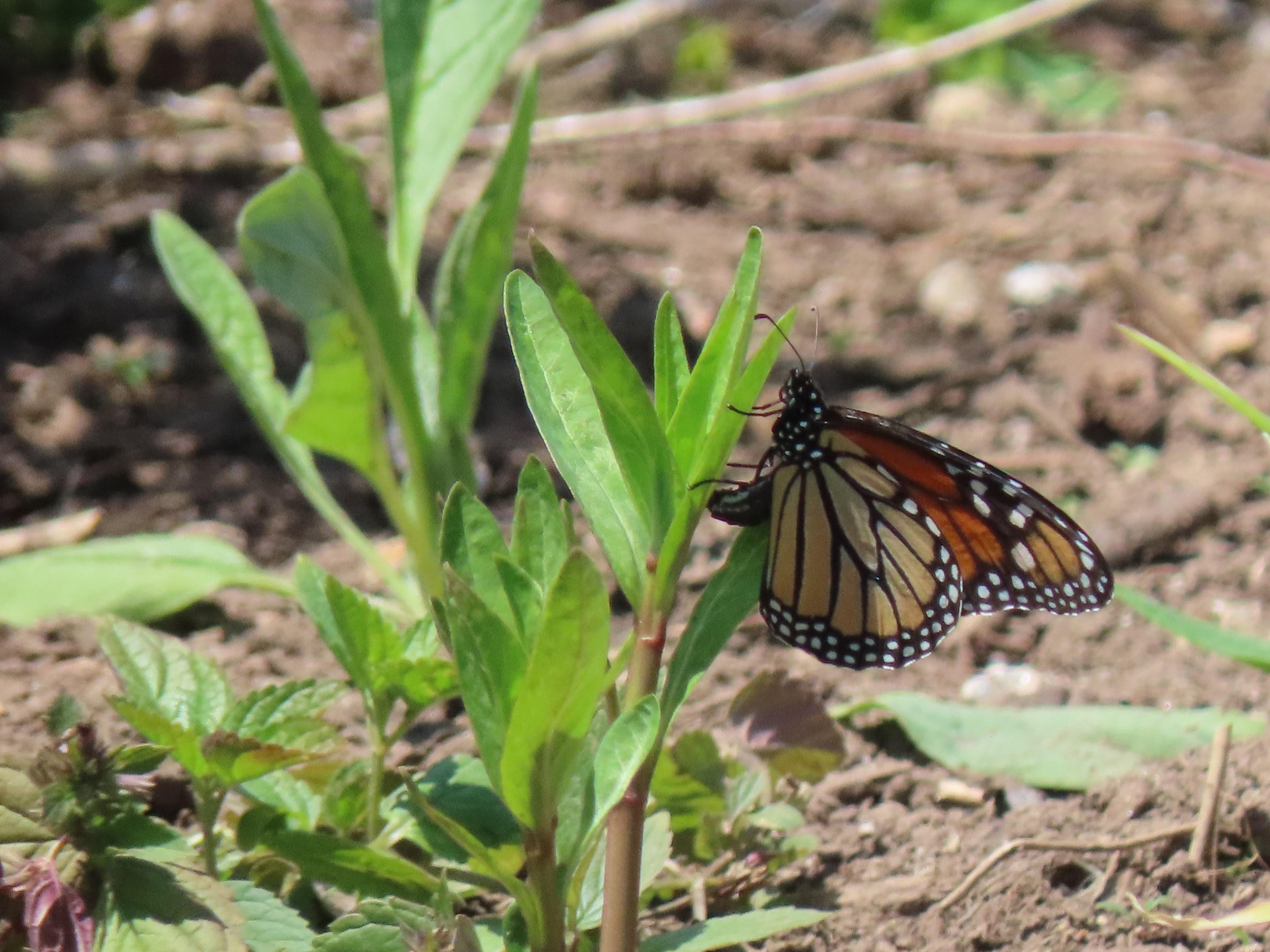 Monarch laying eggs