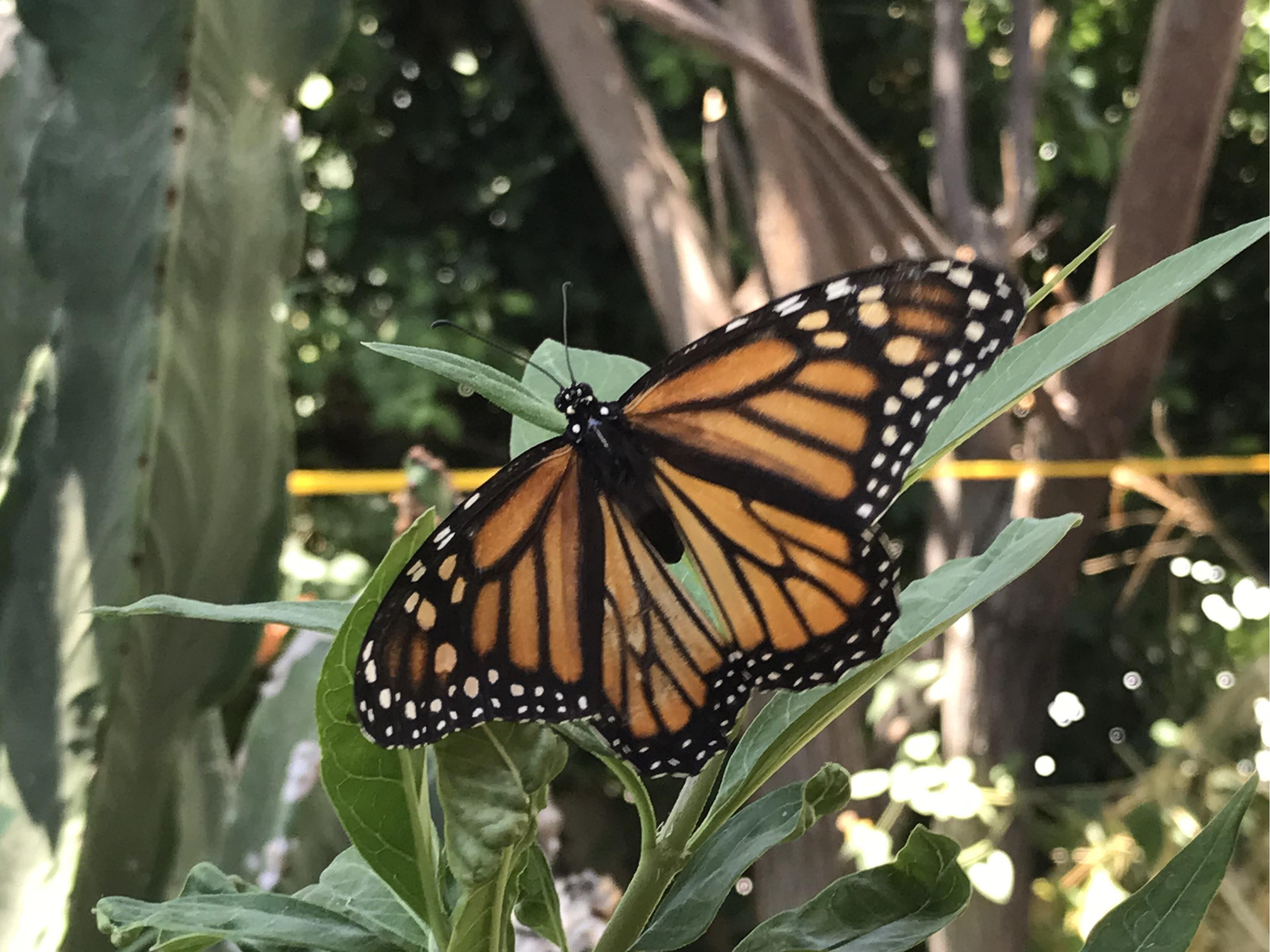 Monarch Butterfly 