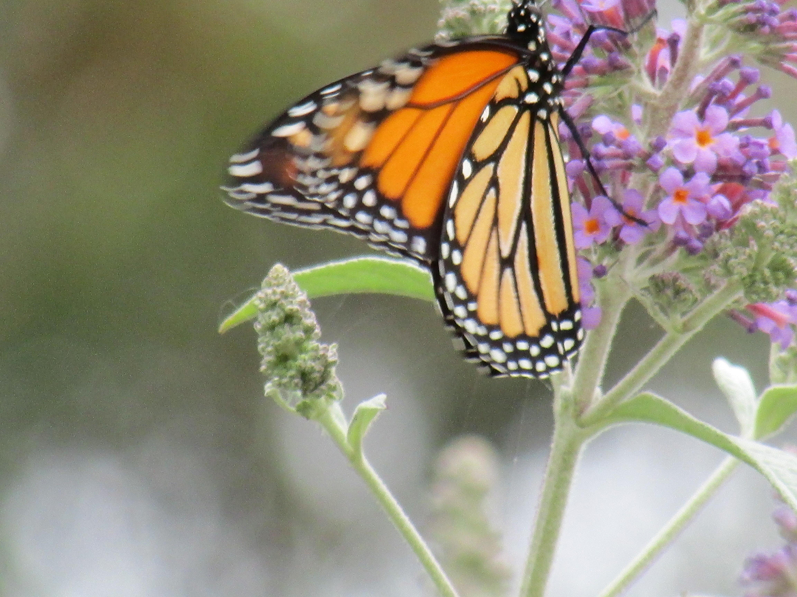 Monarch Butterfly 