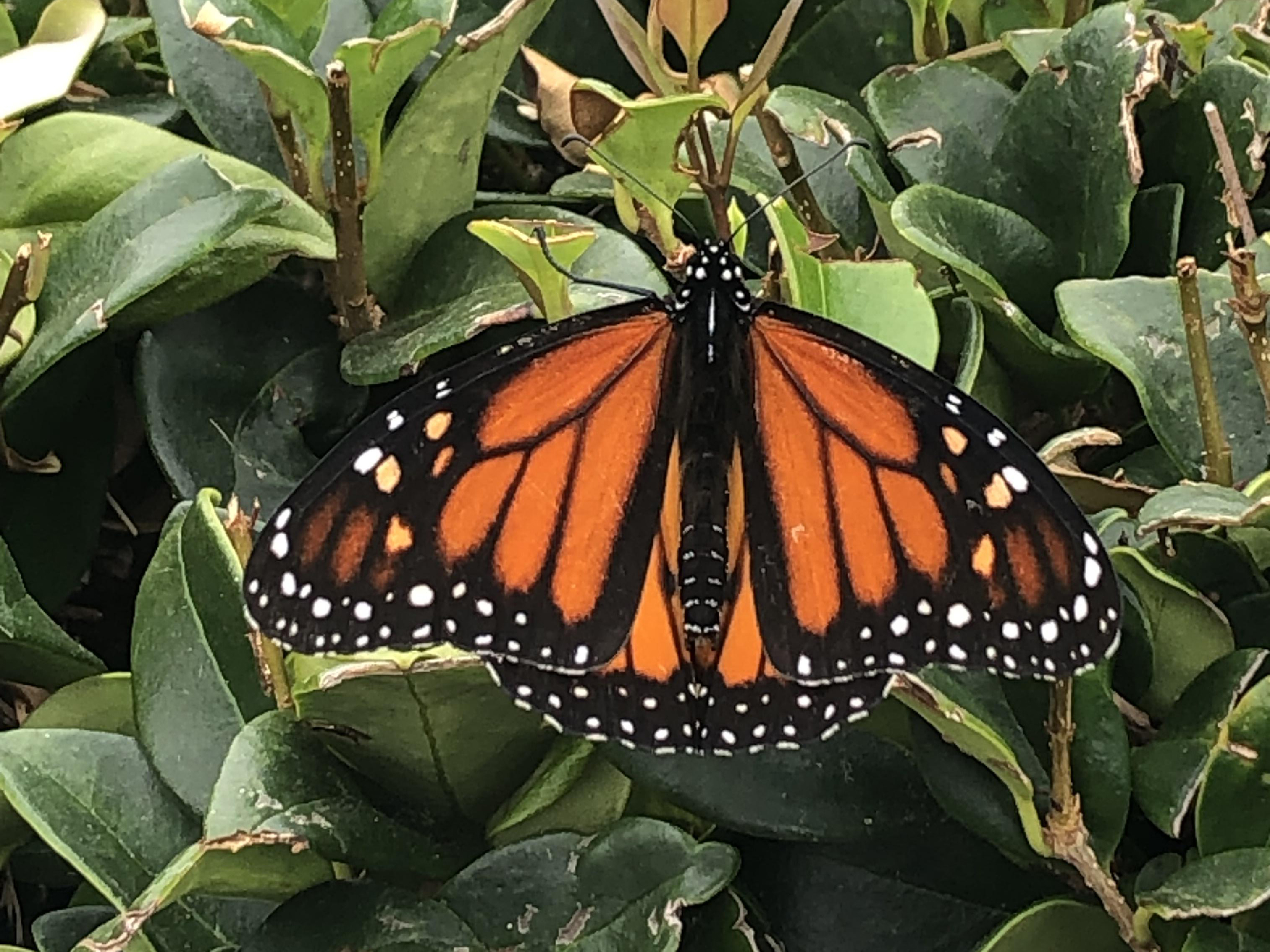 Monarch Butterfly 