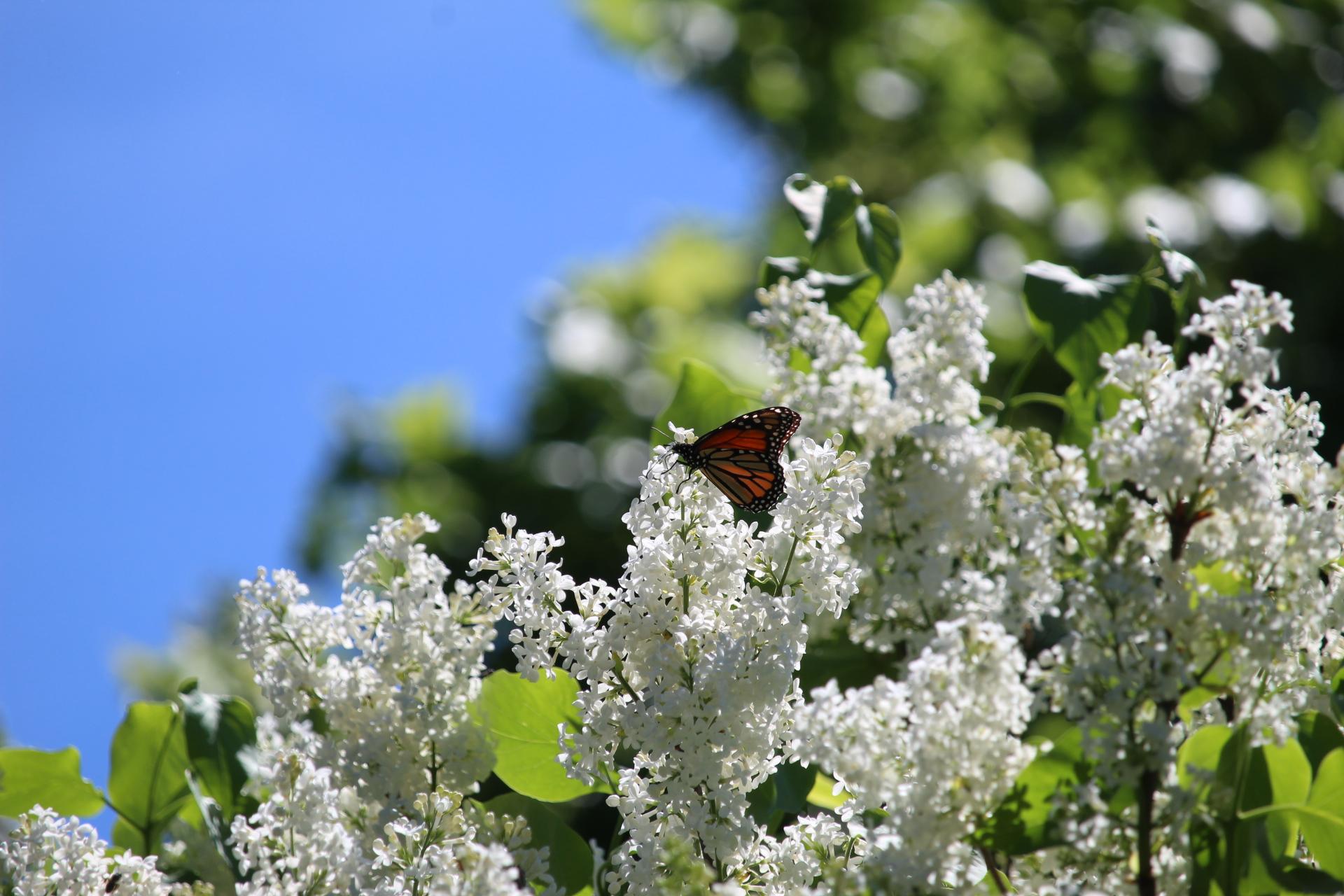 Monarch Butterfly 