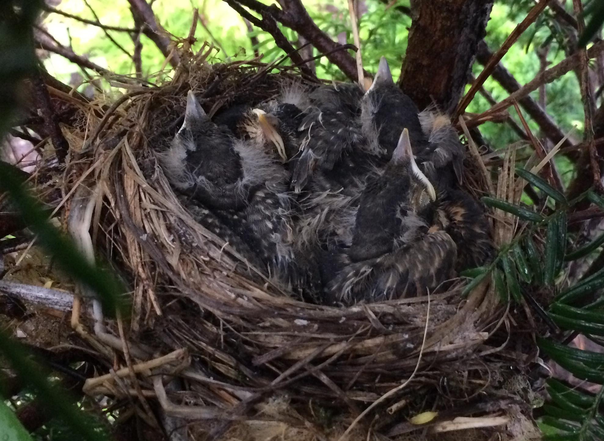 American Robin fledglings