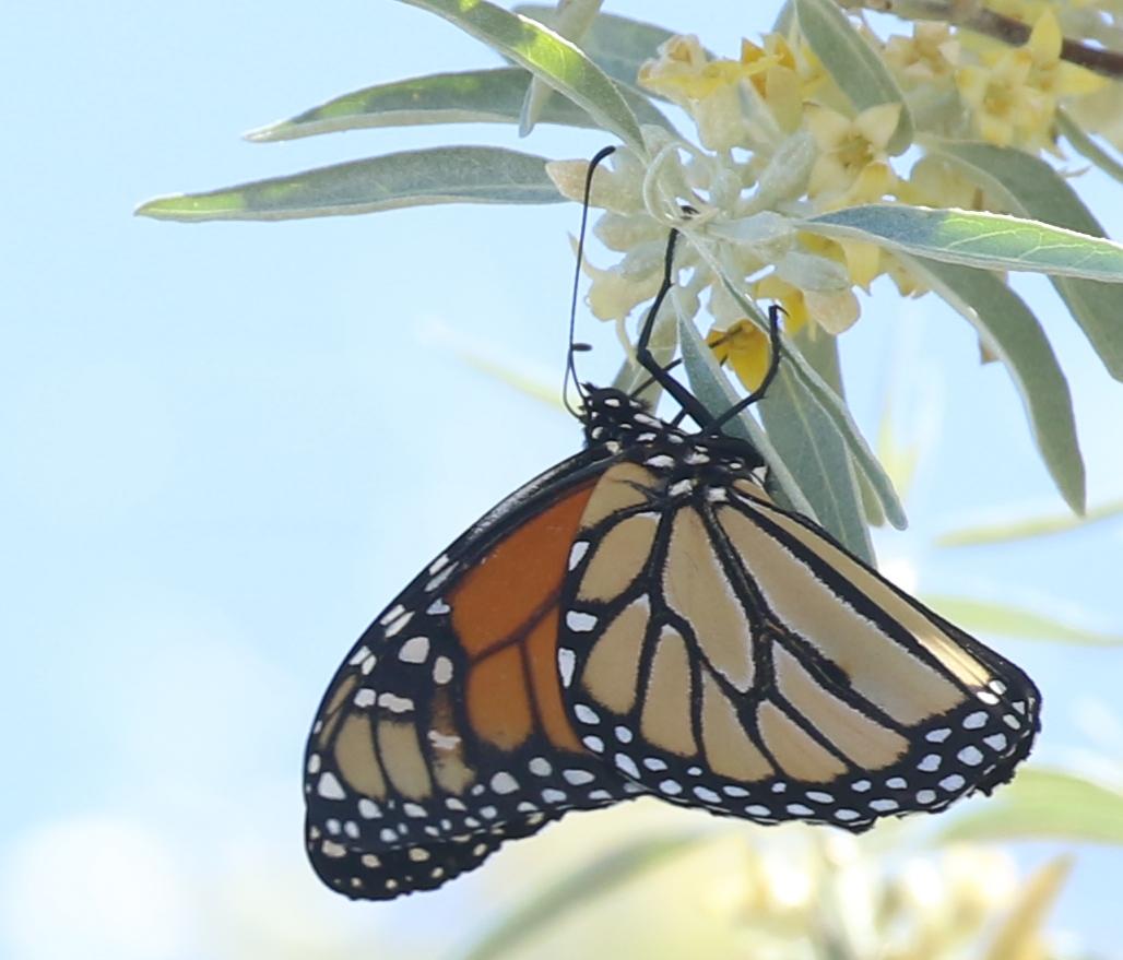 Monarch Butterfly 