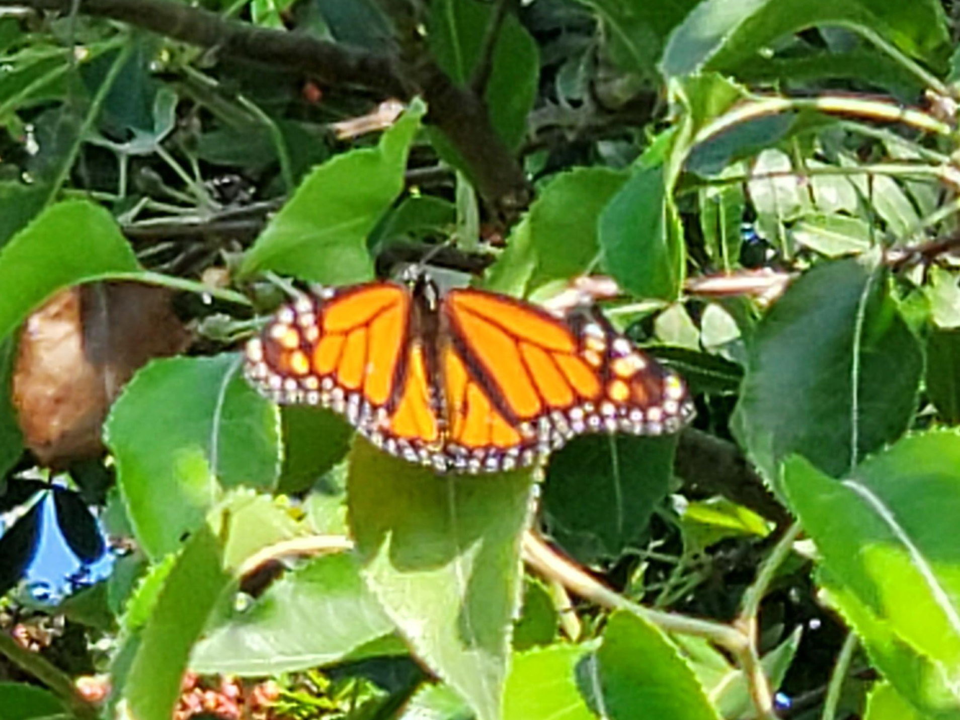 Monarch Butterfly 