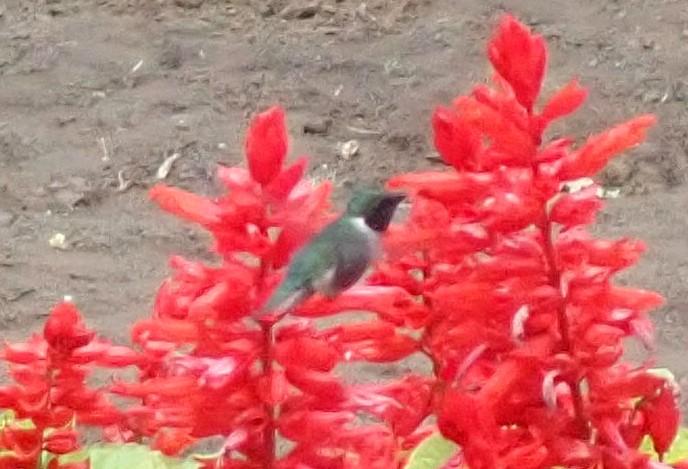 Ruby-throated Hummingbird