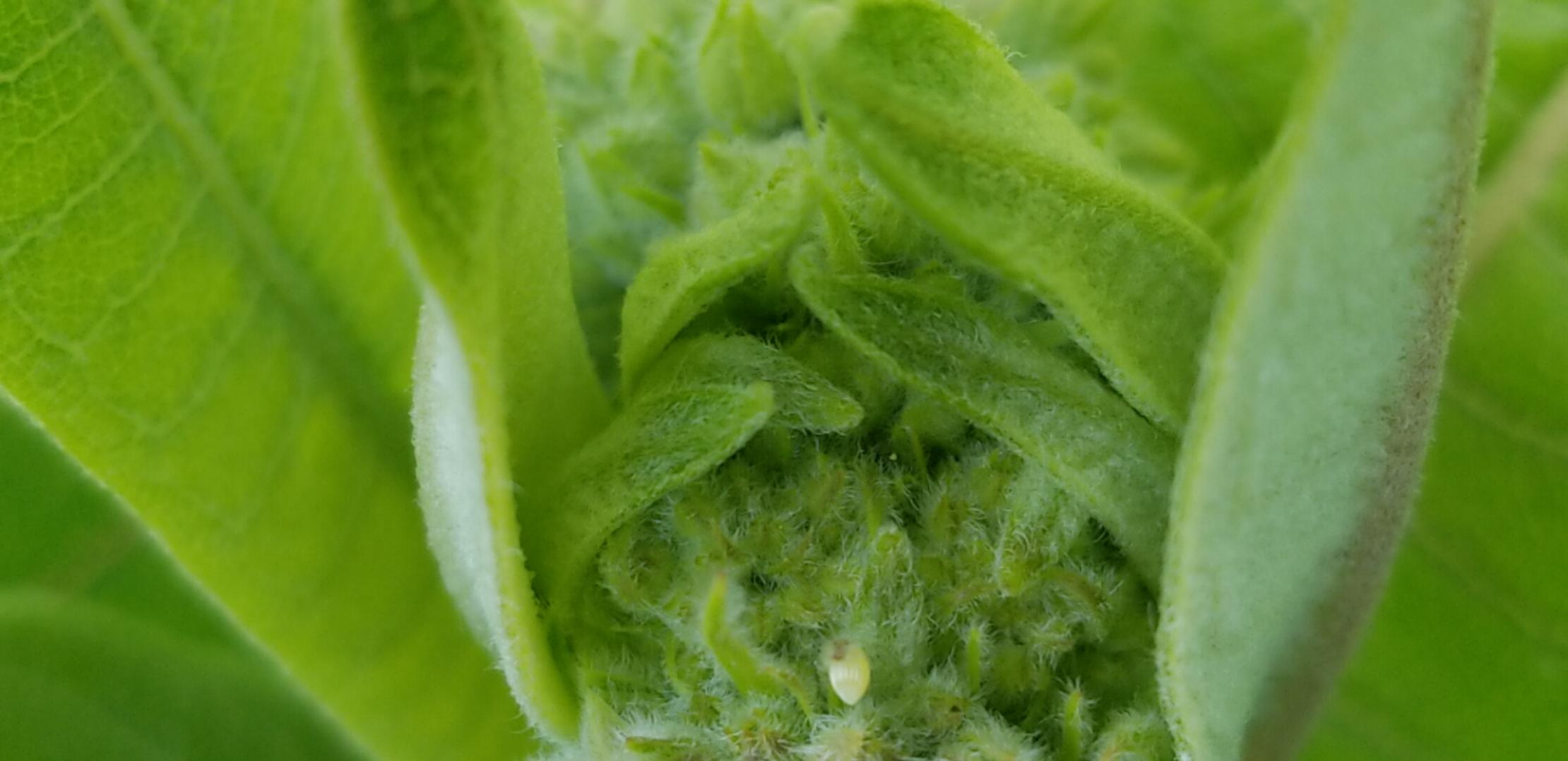 Monarch egg on common milkweed