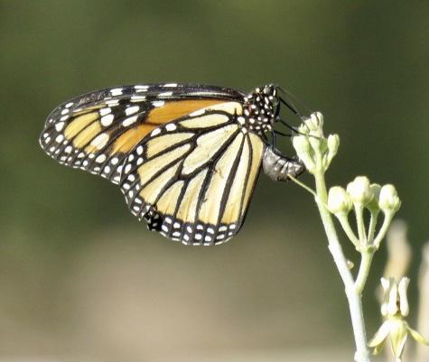 Monarch Butterfly 