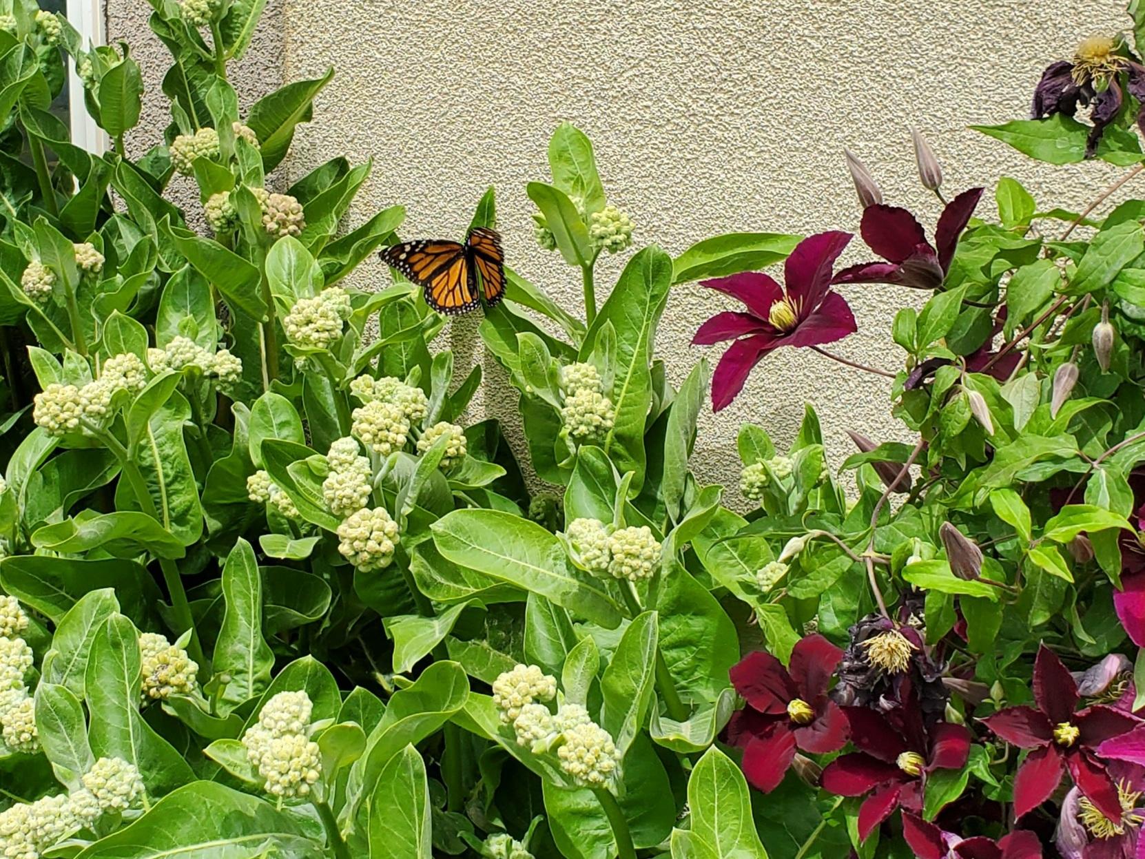 Monarch Butterfly 