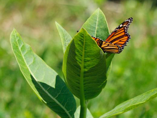 Monarch Butterfly 