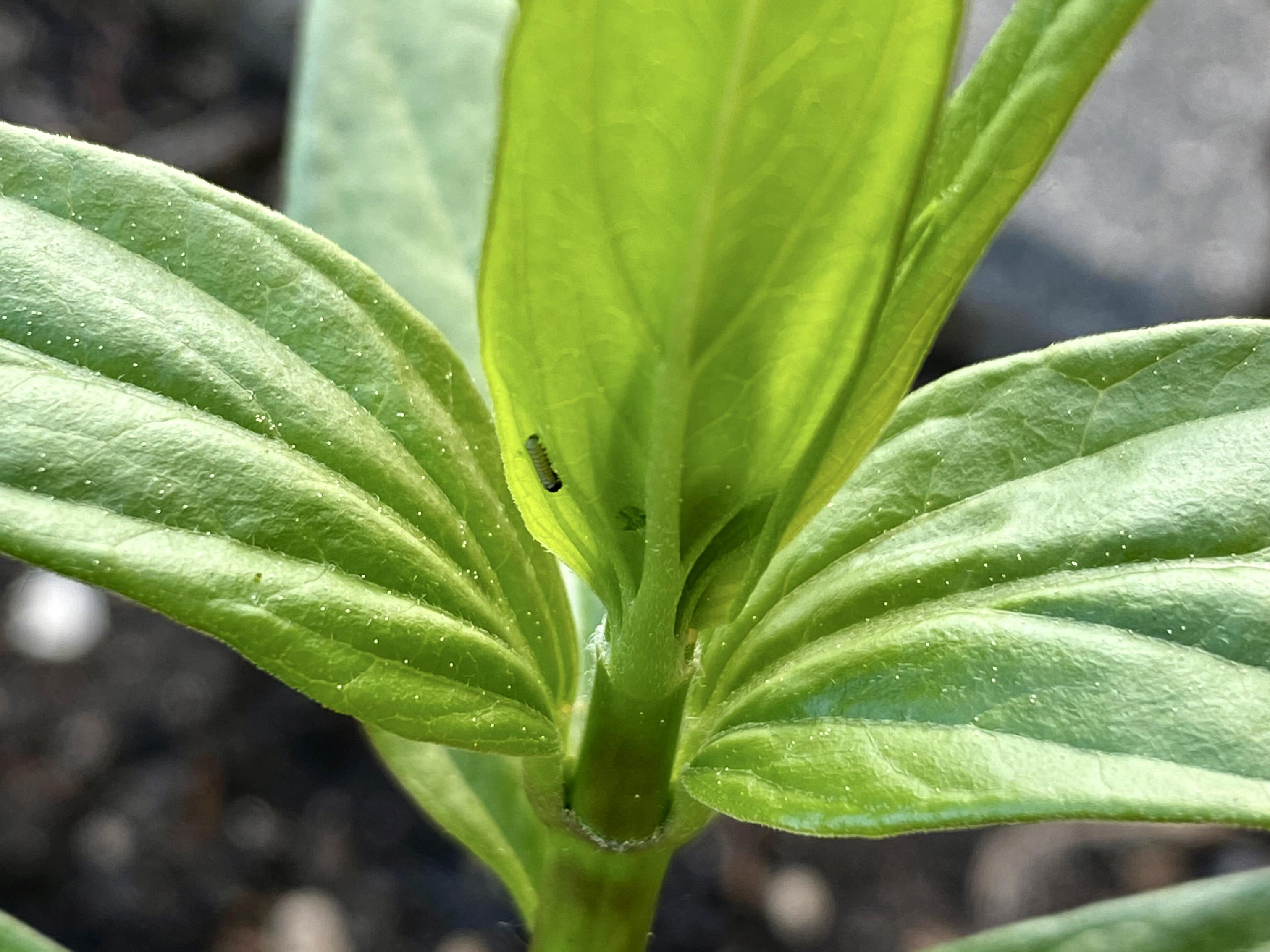 Monarch larva