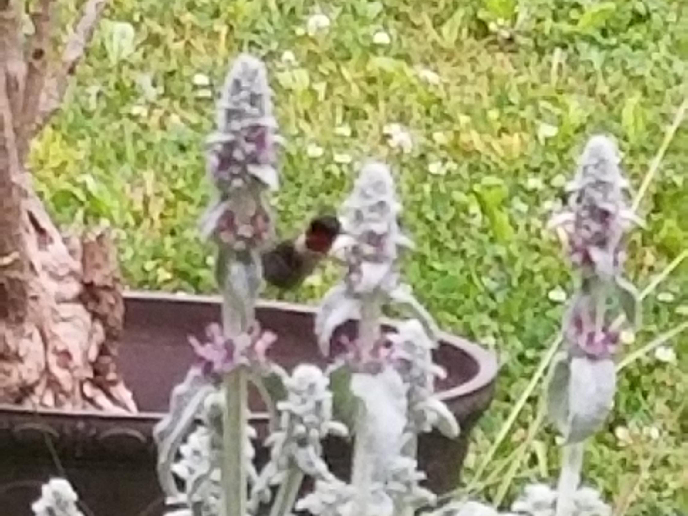 Ruby-throated Hummingbird