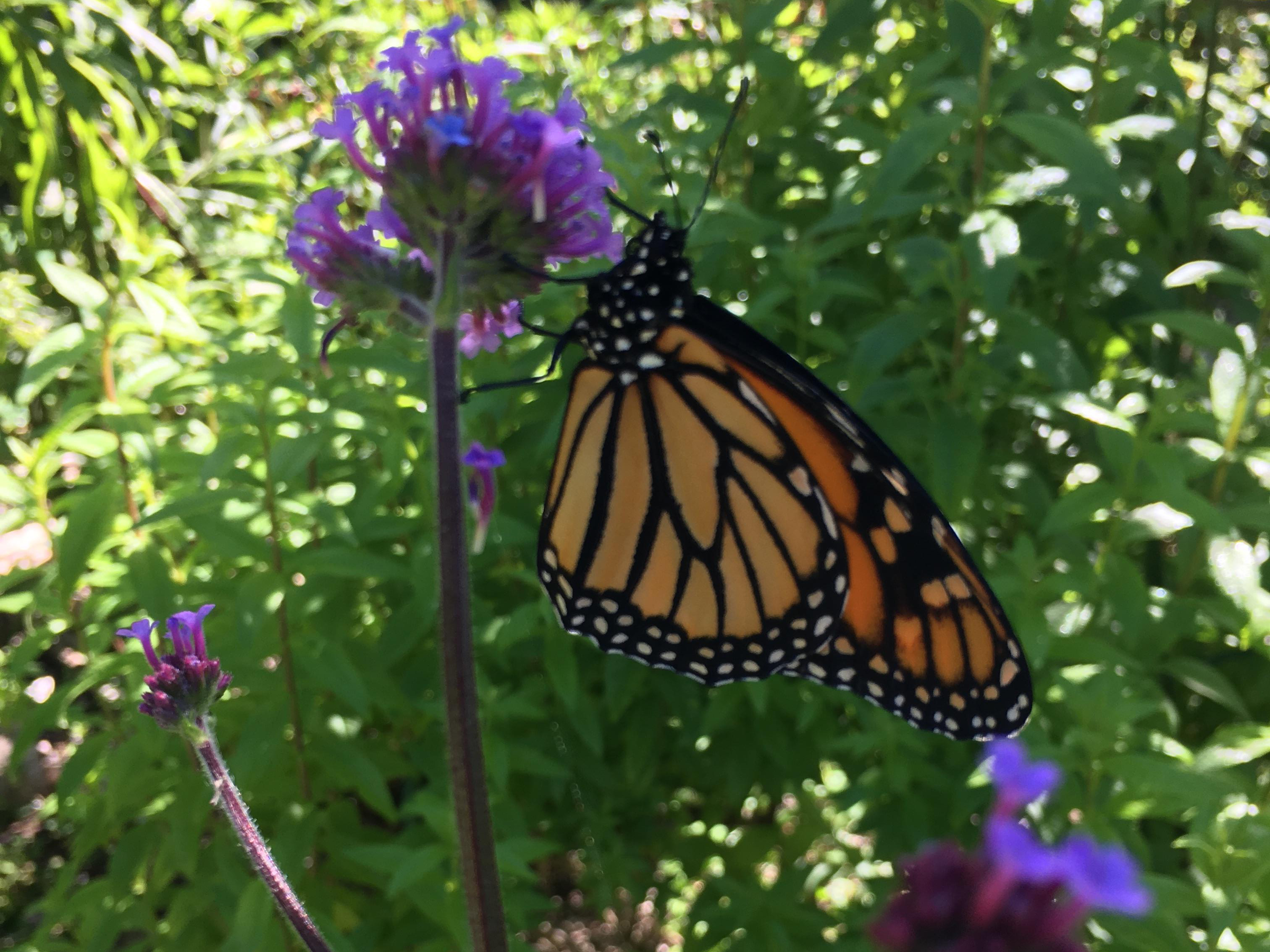 Monarch Butterfly 