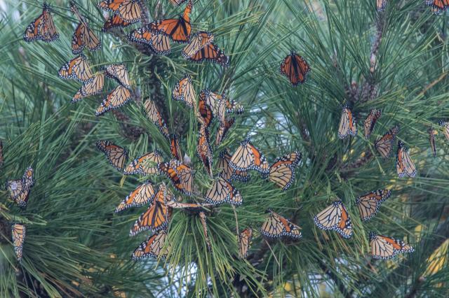 Monarch roost 