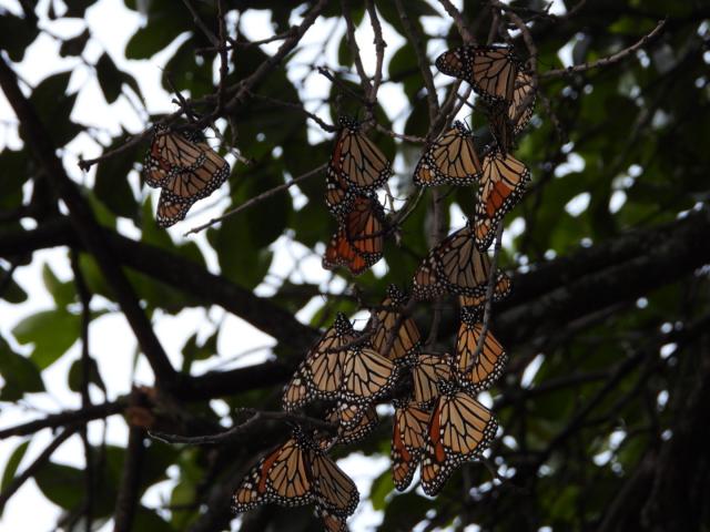 Monarchs roosting in Mexico