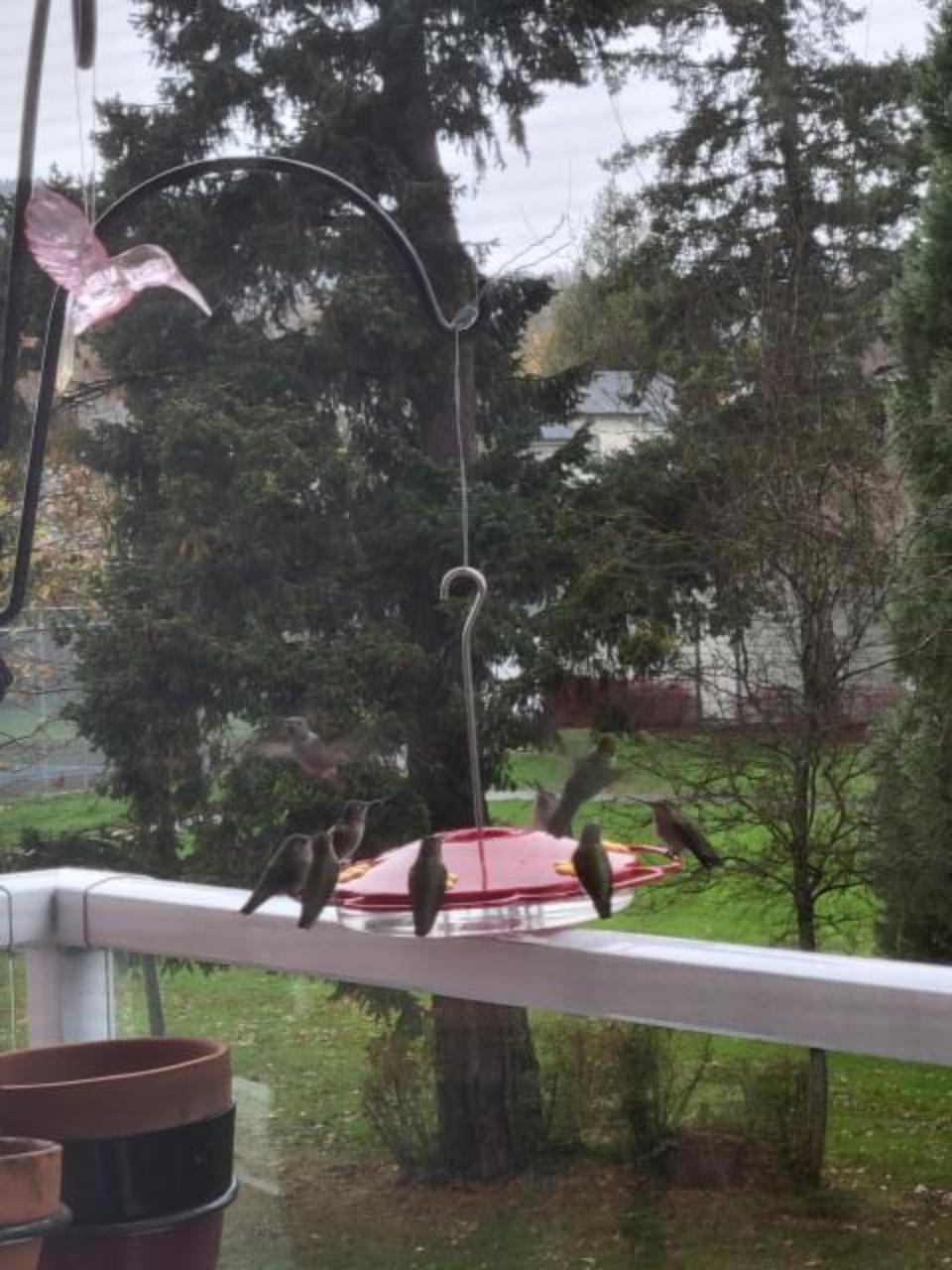 Hummingbirds at the feeder