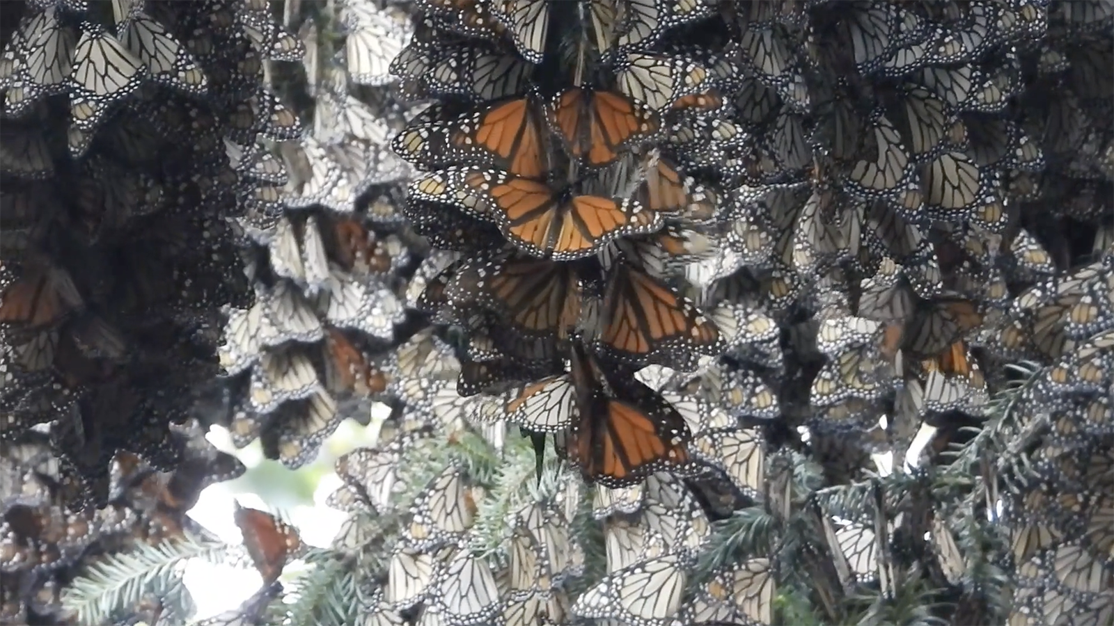 overwintering monarchs 