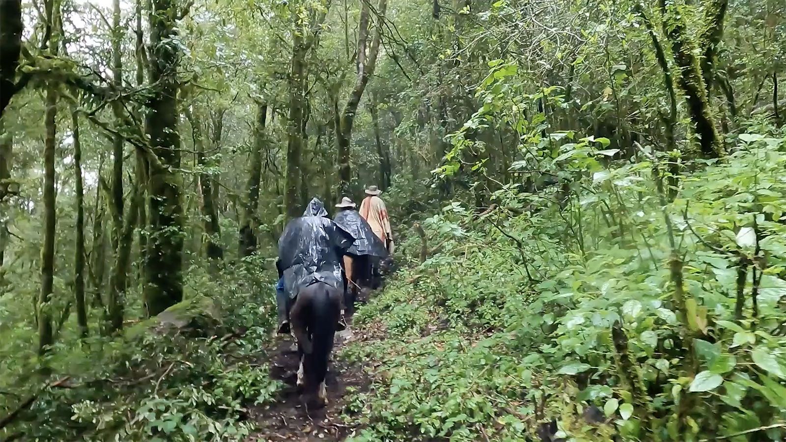 Cerro Pelon Forest Guardians