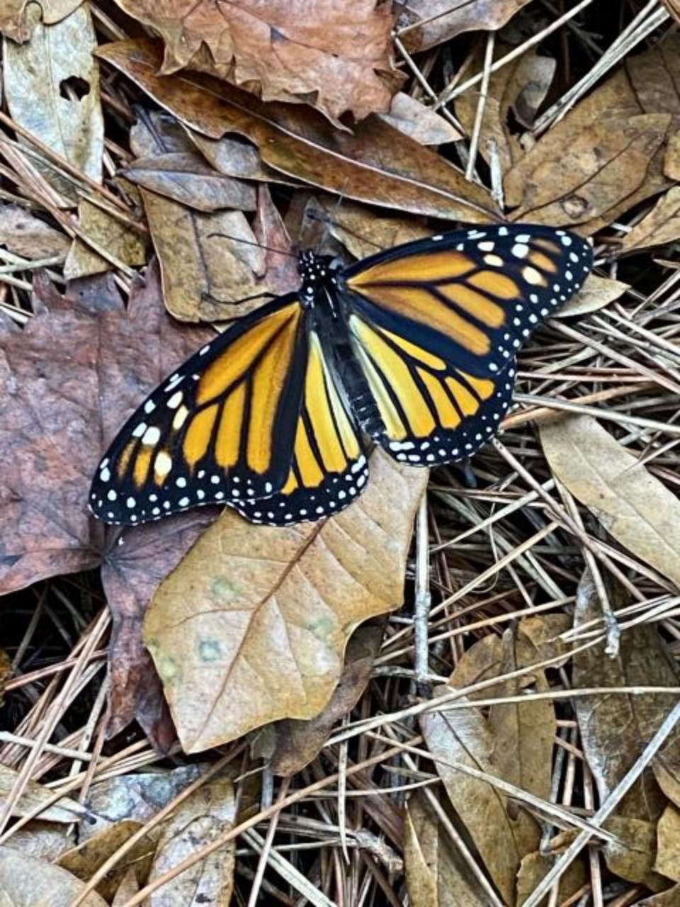 adult monarch in Florida