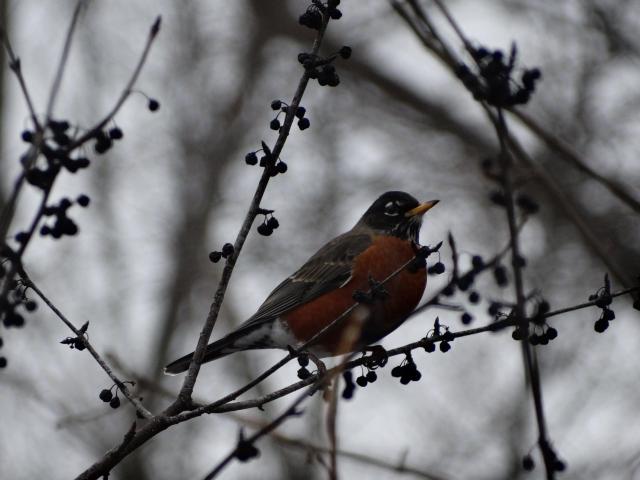 American Robin in Michigan