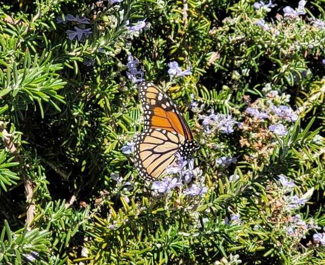 Monarch Butterfly in Las Vegas