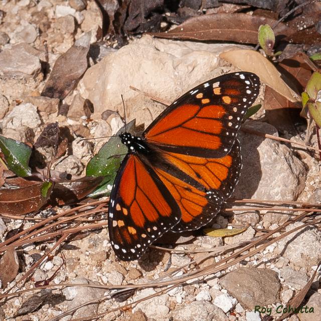 Monarch butterfly in Florida