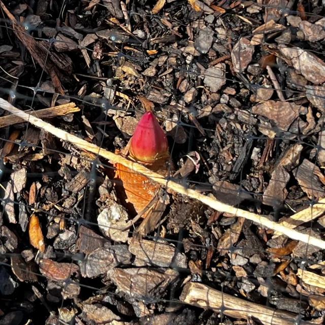 Emerging tulip in Virginia