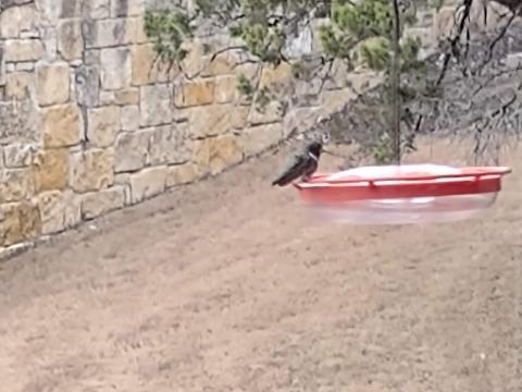 Black-chinned Hummingbird