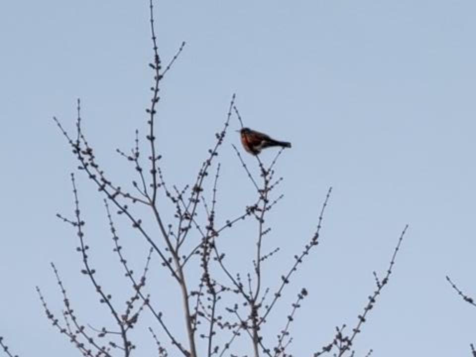 American Robin at top of tree