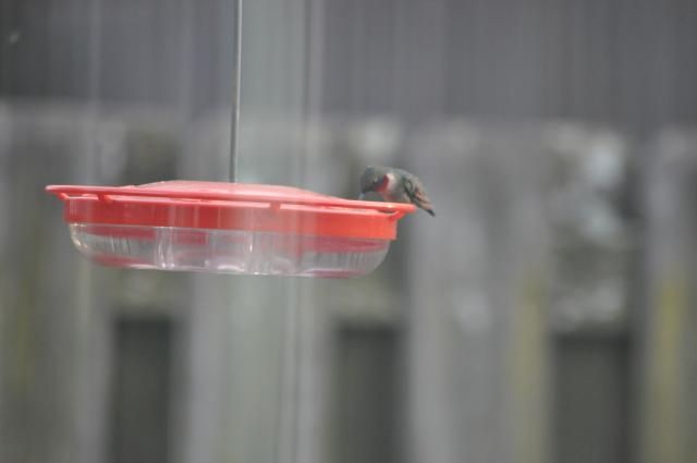 Ruby-throated Hummingbird