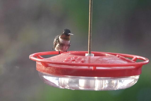 Ruby-throated Hummingbird