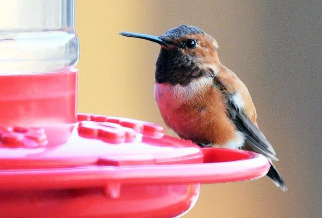 Rufous Hummingbird 